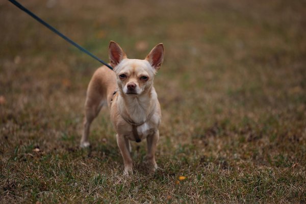 Le panda géant : symbole de la conservation de la biodiversité en Chine