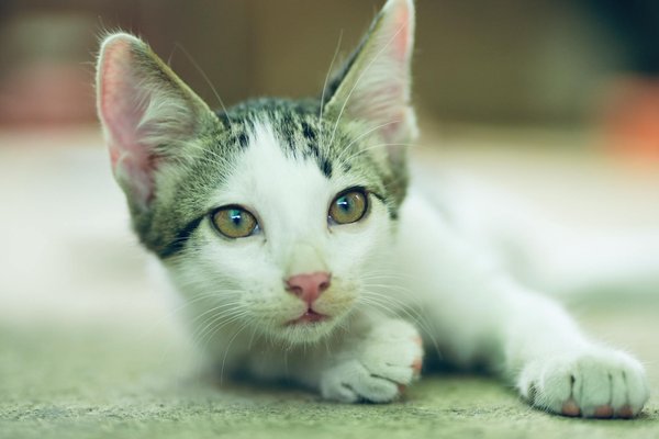 Adopter un hamster : Tout ce que vous devez savoir sur ces animaux de compagnie