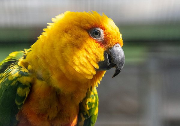 Comment démarrer une ferme d'élevage de moutons? Conseils pour les débutants