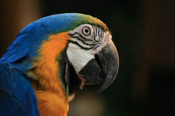 Les races de chiens les plus populaires en 2023