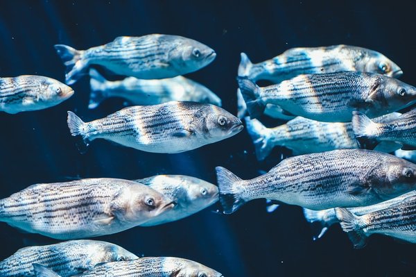 Les mystères du poisson transparent : Découvrez les incroyables espèces qui peuplent nos océans