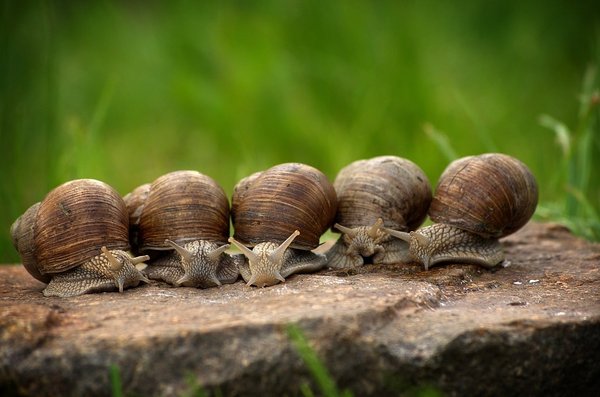 L'élevage d'escargots pour la consommation alimentaire