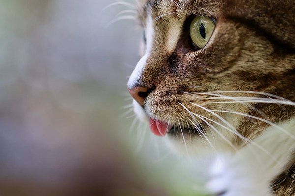 Les 4 races de chats les plus populaires en France