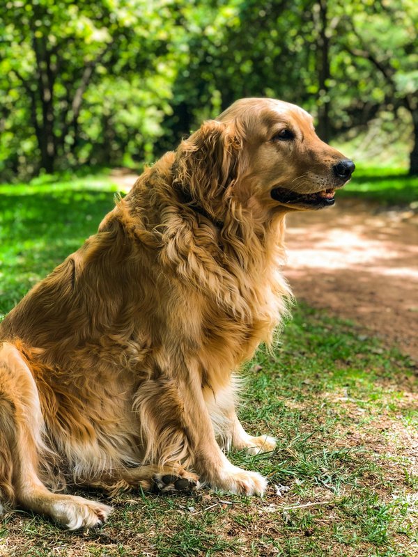 Tout sur le Golden Retriever : un compagnon pour la vie